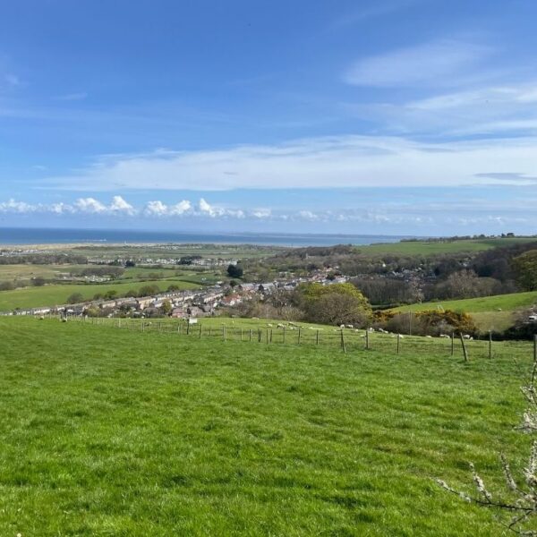 Green fields on a sunny day